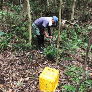 冨田、お仕事で屋久島へ4日ほど滞在。

今回も現場、打ち合わせ、濃い時間をすごしました。

最終日は、朝から屋久島在住の建築家　浦田功さんと山に入り筍を狩り。

お湯の準備して、山に入り、筍を採って、すぐ湯がいて下処理。

その日のうちに飛行機で持ち帰り、夕方には事務所の食卓へ😋。
えぐみがなくて甘い！
美味しくいただきました。

竹林では筍を見つける道中、全体を見渡しながら、サクサクと竹を切って空間をデザインしていく浦田さんがかっこよかった。