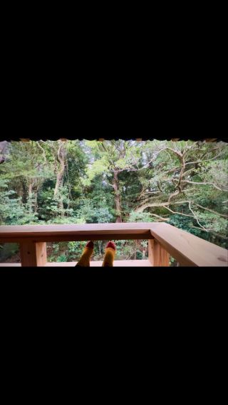 屋久島　バニヤンキッチン。

深い屋根に守られながら、
水、樹木、風、鳥や人の音に耳を澄ませる。

座っているだけで、力を分けてもらえる空間になりました。

1階のカフェは、あと数ヶ月後にオープンです😊

@yakushimabanyan

#屋久島 
#カフェ